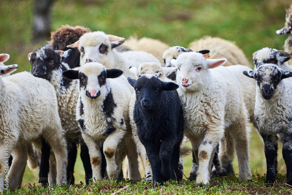 Obraz premium Lambs (Ovis aries)