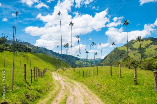 Colombia Salento district Cocora valley path among the tallest palm trees in the world with blue sky photo