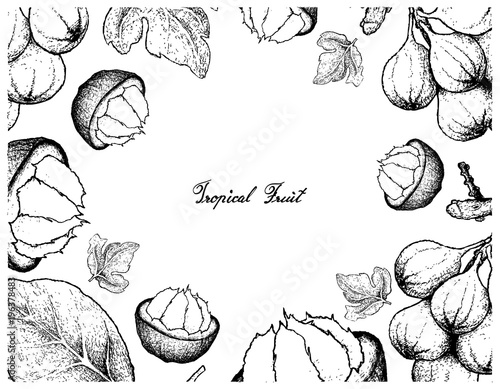 Hand Drawn Frame of Sweet Ripe Santol and Cluster Fig Fruits photo