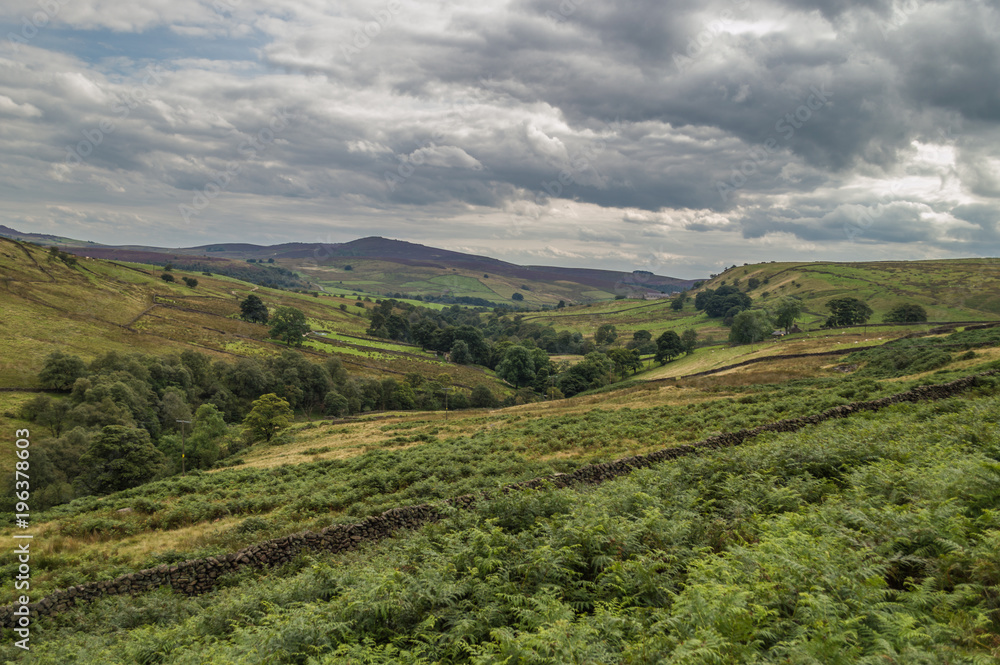A dry stone wall cuts through the vista of green trees, fields and hills in the Peak District National park.The flat top of Shuttlingsloe can be seen in the distance. 
