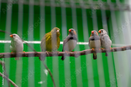 Beautiful birds in the cage in pet shop