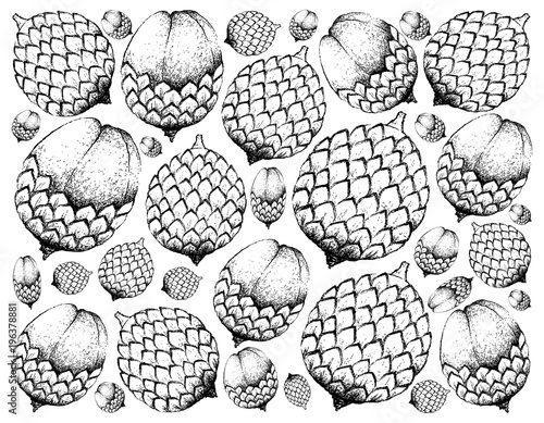 Hand Drawn Background of Sweet Ripe Santol Fruit photo