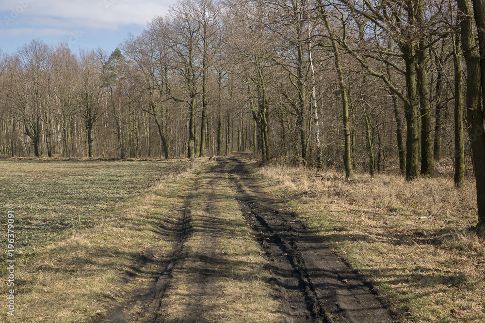 forest inearly spring