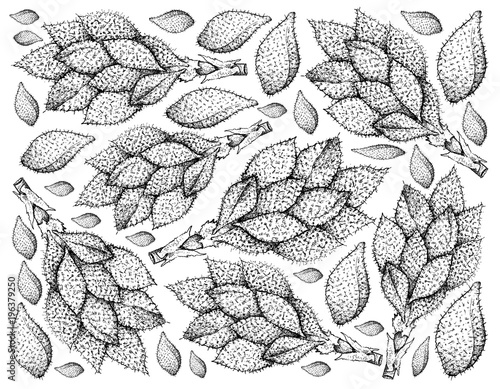Hand Drawn Background of Luk Rakam Fruits