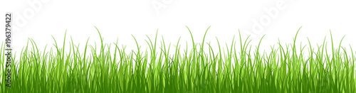 Springtime tender grass, isolated on white background without shadow.Wide grass border.