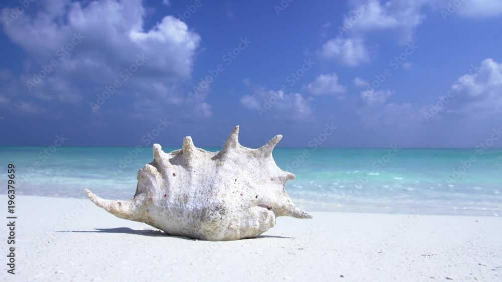 White seashell on sandy maldivian shore White seashell on sandy maldivian shore
