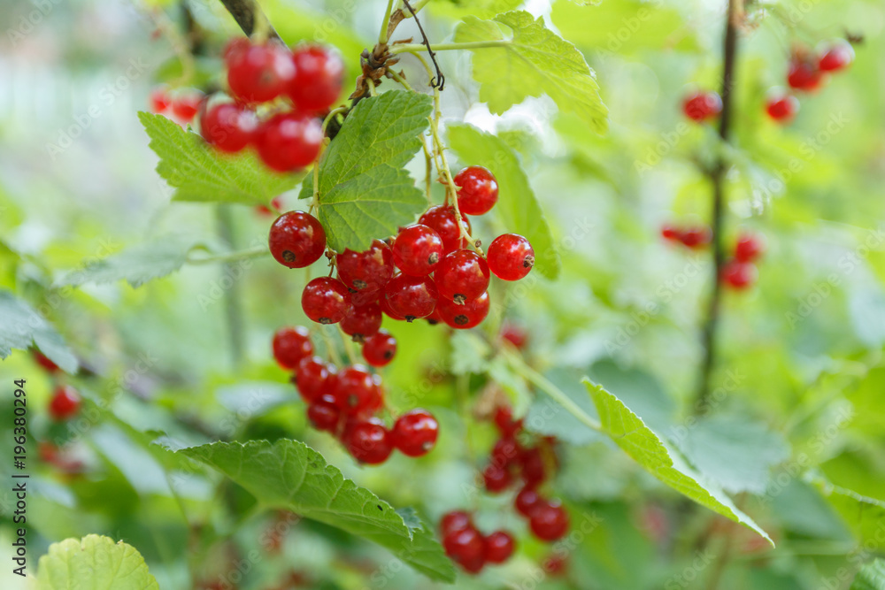 Red currants in the garden Red currants in the garden