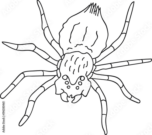 Hand Drawn Doodle Sketch Line Art Vector Illustration of Dangerous Thanatoid Venomous Spider. Cartoon Tattoo Card Poster Banner Black Outline Design Element Template