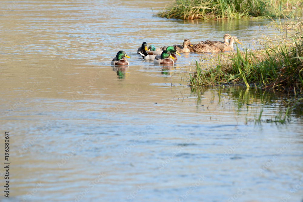 Mallards in the spring sun, South of France, Europe. Mallards in the spring sun, South of France, Europe.