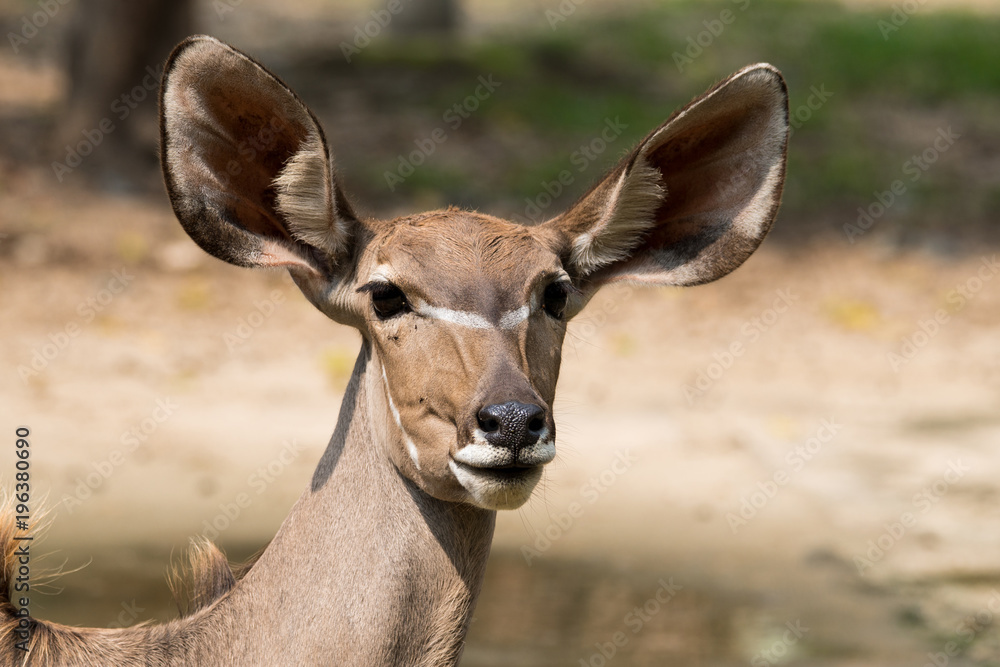  Close up of the Antelope  female