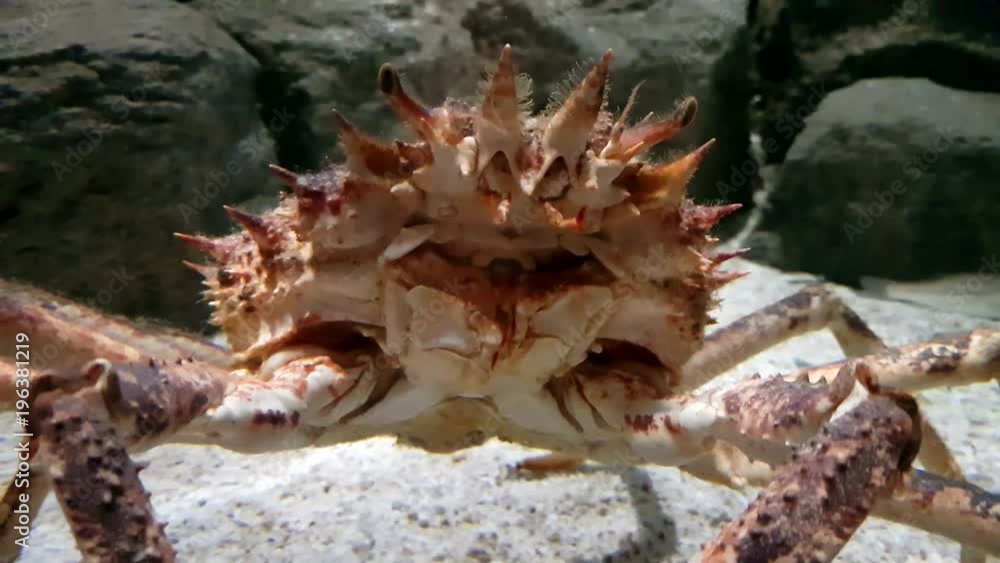 The Japanese spider crab. It has the largest leg span of any arthropod. It is the subject of