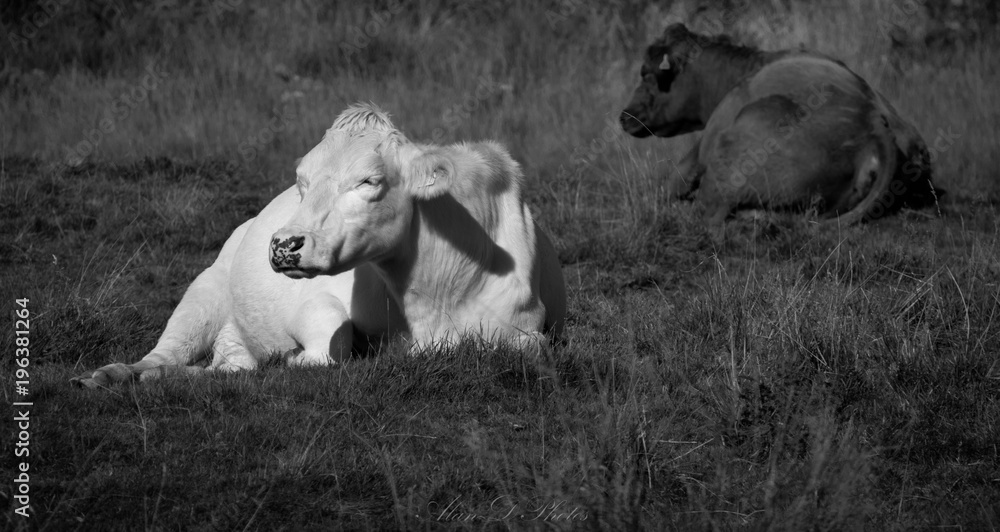 White cow contrasting with the dark background White cow contrasting with the dark background