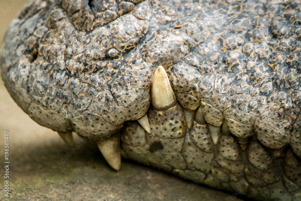 big crocodile face big crocodile face