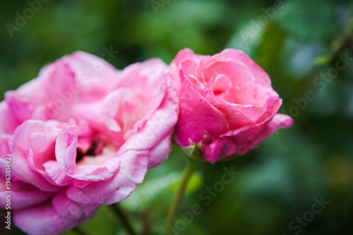 pink rose with raindrops