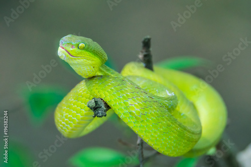 Chinese green tree viper