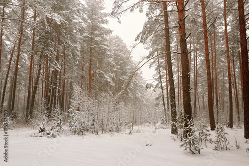 Belarus, Grodno, Snowy fairy forest around Molochnoe Lake. © makam1969