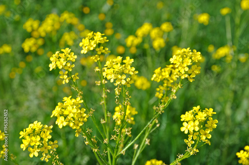 Yellow field spring flowers © Mikhail Yakovenko