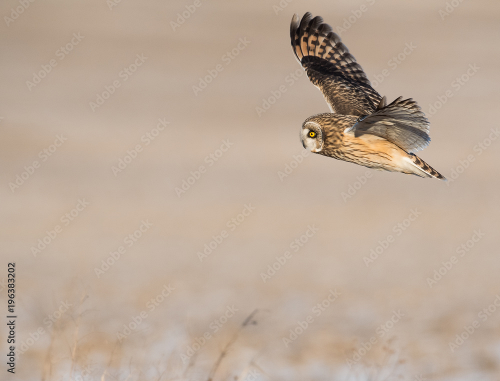 Fototapeta premium Short-eared owl in flight