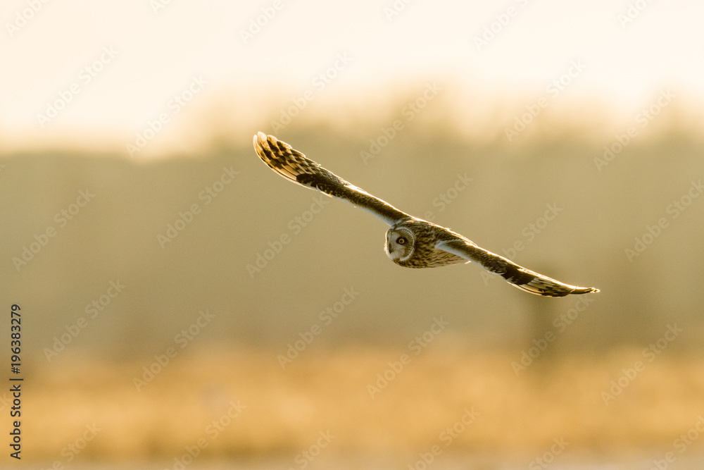 Short-eared owl in flight