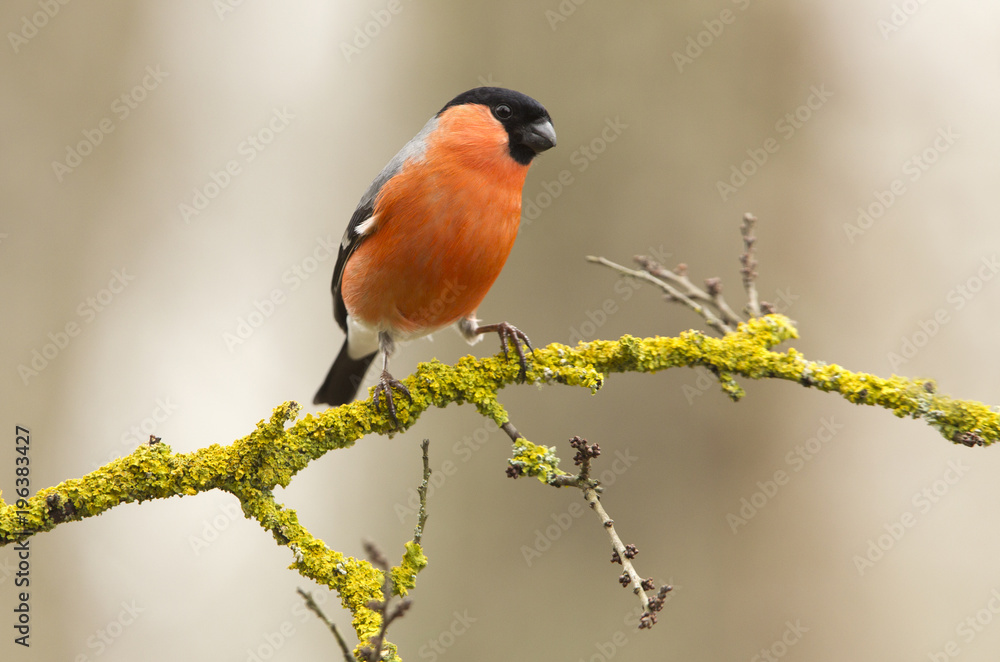 Eurasian bullfinch. Pyrrhula pyrrhula Eurasian bullfinch. Pyrrhula pyrrhula