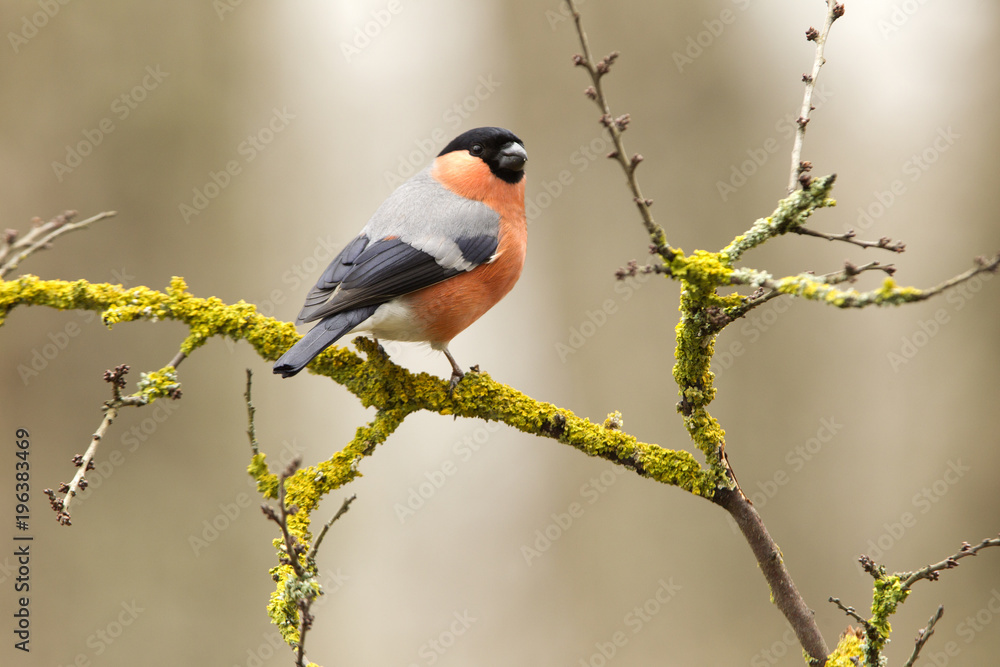 Obraz premium Eurasian bullfinch. Pyrrhula pyrrhula