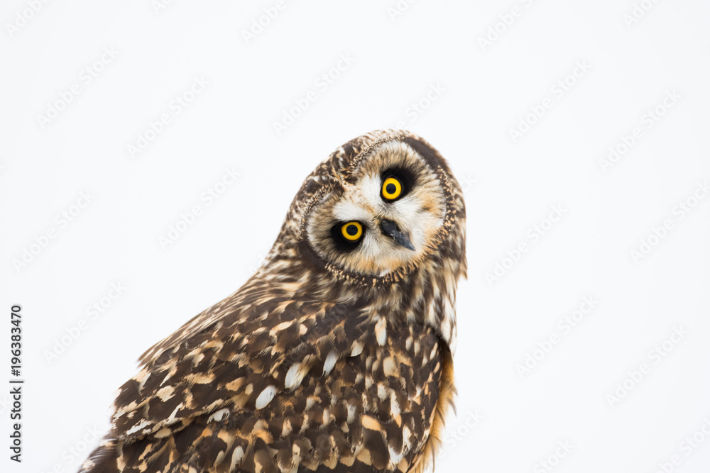 Portrait of short eared owl