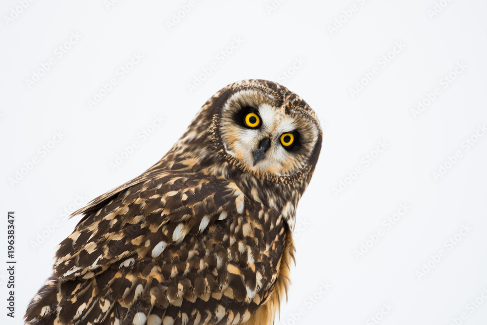 Obraz premium Portrait of short eared owl