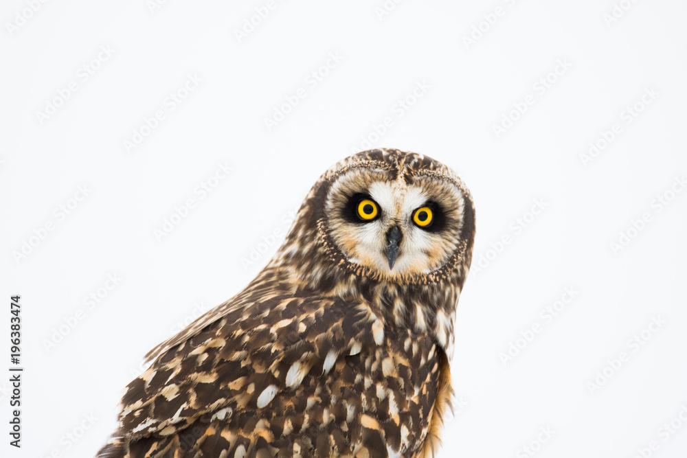 Fototapeta premium Portrait of short eared owl