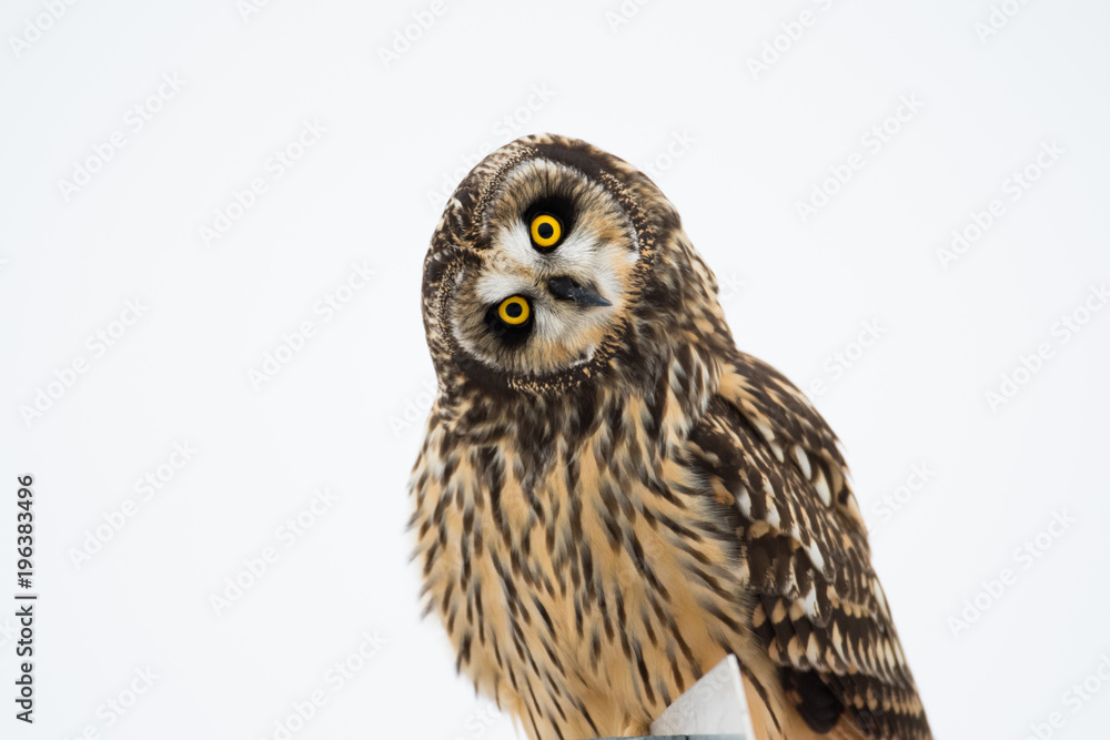 Fototapeta premium Portrait of short eared owl