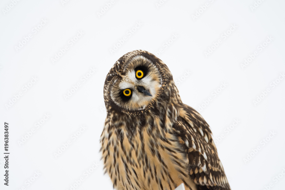 Fototapeta premium Portrait of short eared owl