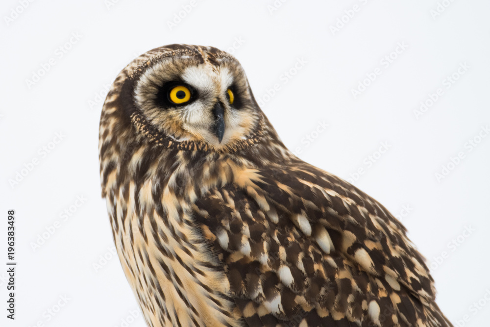 Fototapeta premium Portrait of short eared owl