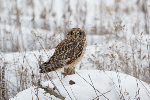 Short eared owl perched on ground