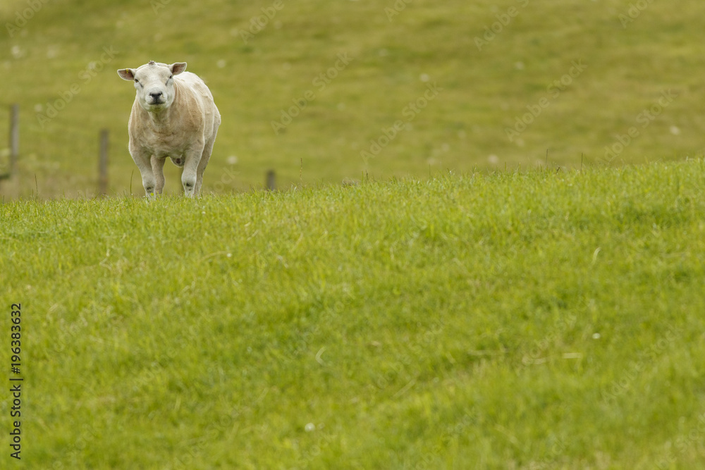 sheared male of texel sheep (ovis aries) on grassland. sheared male of texel sheep (ovis aries) on grassland.