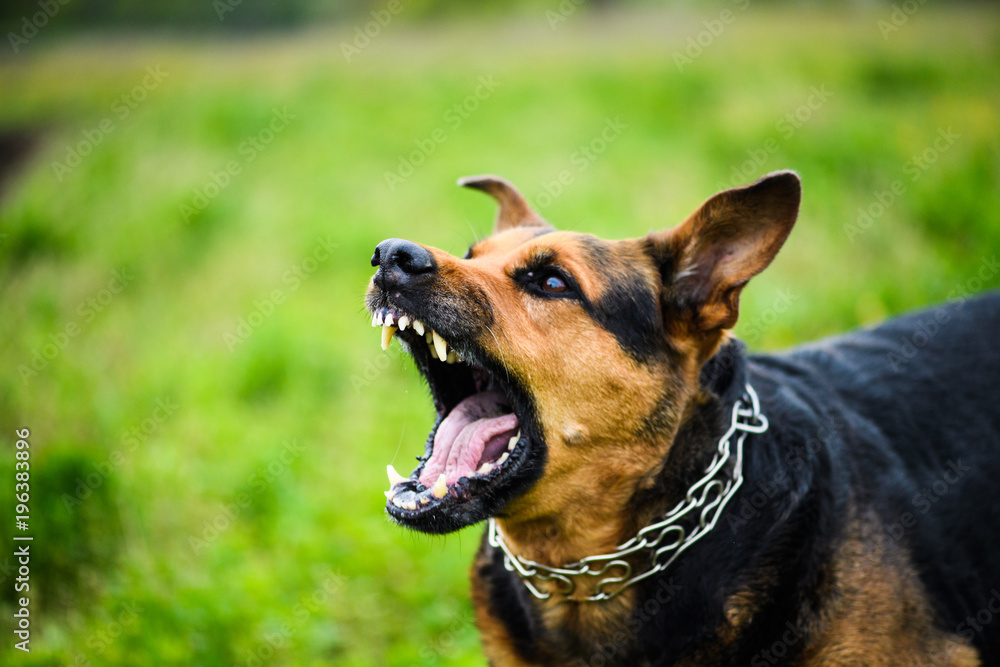 Photography Angry dog
