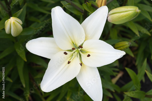 Flower white Lily on a green background. Blossom. Nature. Spring. Annunciation to the Blessed Virgin Mary. Symbol Purity. © curlymary