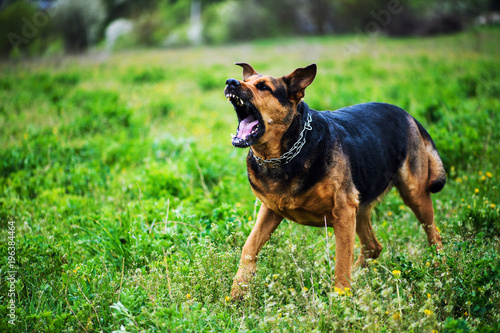 Photography Angry dog