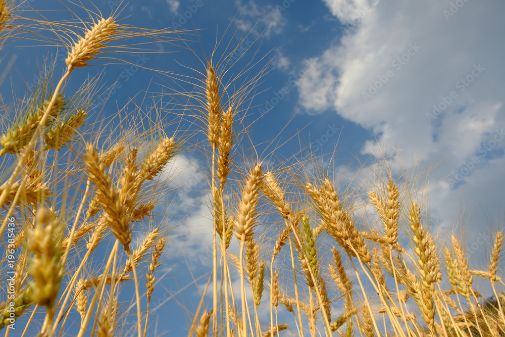 Barley in field conversion test at North Thailand,barley and blue sky Barley in field conversion test at North Thailand,barley and blue sky