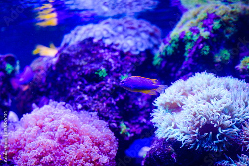 Amphiprion Ocellaris Clownfish In Marine Aquarium. Clownfish swim around their host anemone with blue water behind. Photo of a tropical Fish on a coral reef.