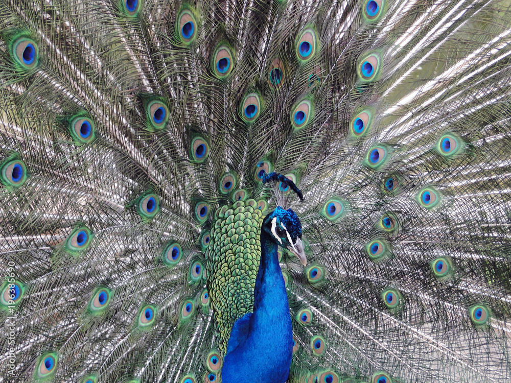 Naklejka premium Pavo Real