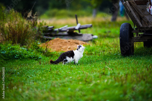 Sweet cat on green grass
