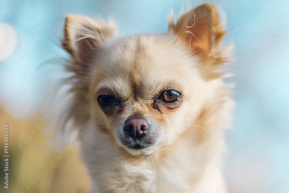 Portrait of adorable small chihuahua dog