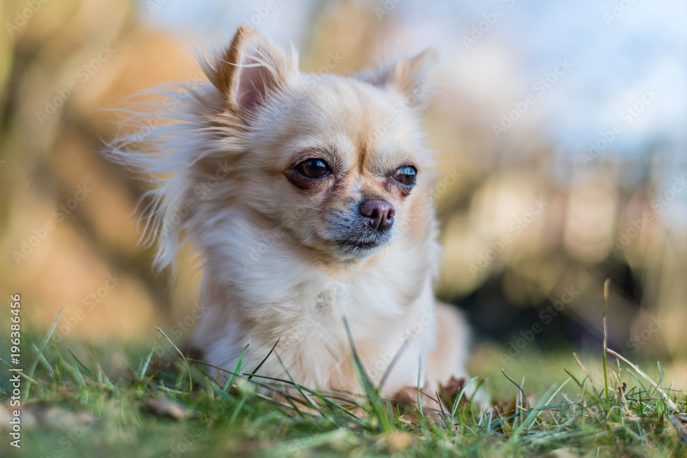 Portrait of adorable small chihuahua dog lying in the grass and looking around