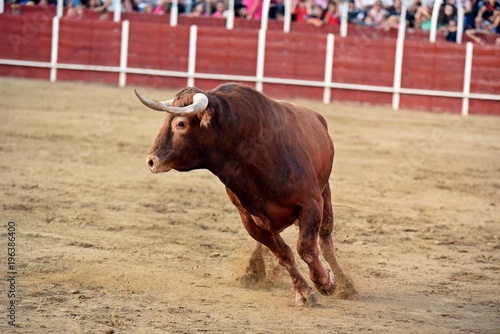 toro bravo en plaza de toros de españa