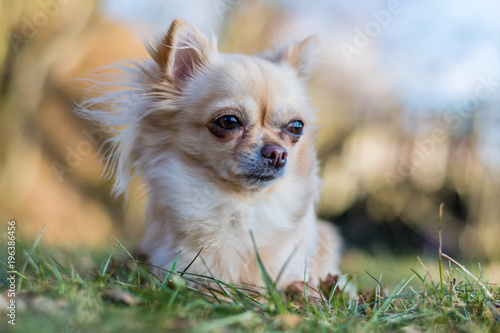 Portrait of adorable small chihuahua dog lying in the grass and looking around