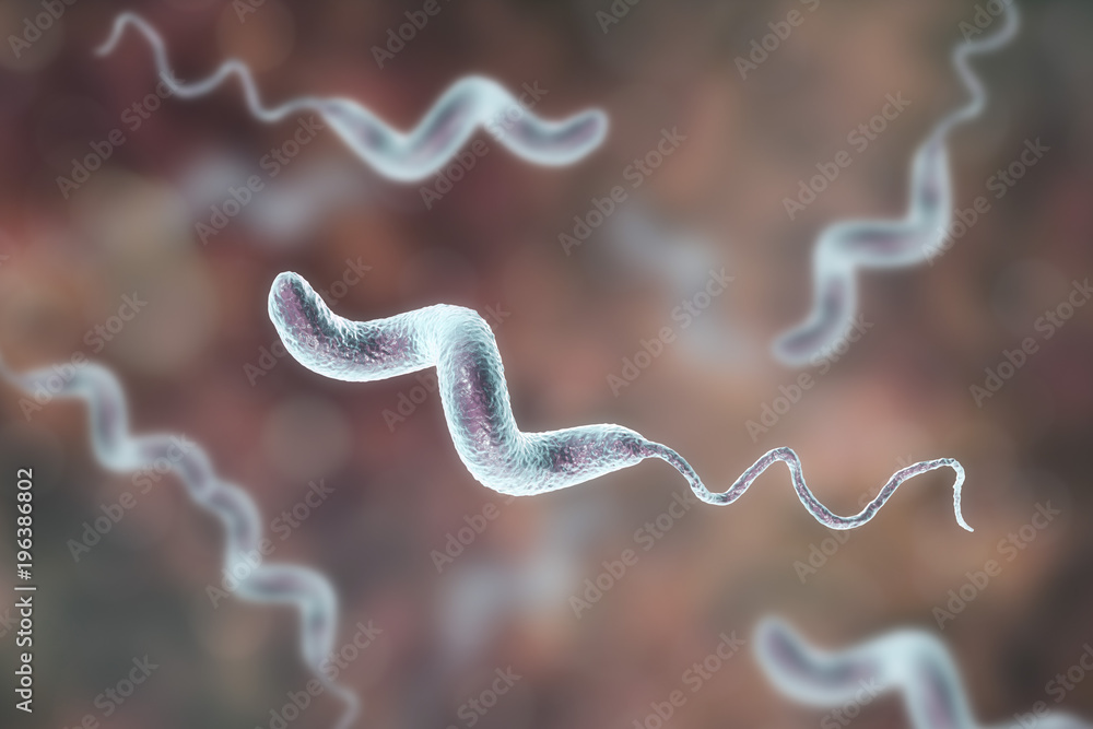 Campylobacter bacteria, C. jejuni, C. fetus, Gramnegative Sshaped