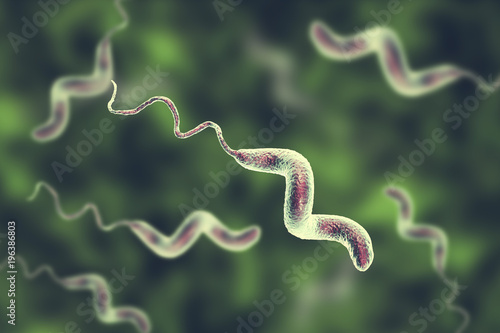 Campylobacter bacteria, C. jejuni, C. fetus, Gram-negative S-shaped motile bacteria the causative agent of food-borne infection campylobacteriosis, 3D illustration photo