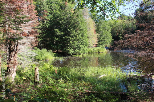 Fototapeta Naklejka Na Ścianę i Meble -  Forest River in summer