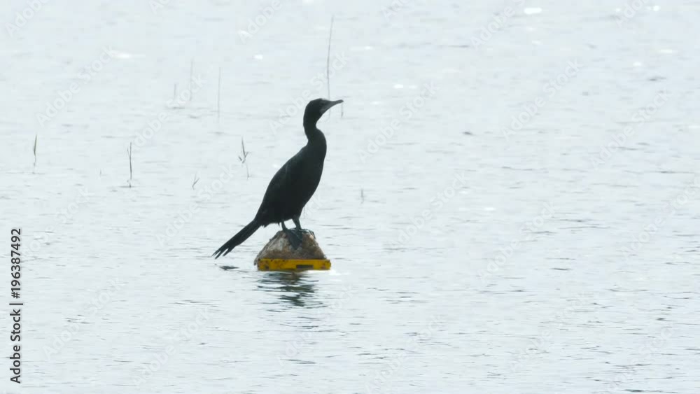 Cormorant siting on a rock in the middle of the lake at Khao Yai National Park, Thailand. Cormorant siting on a rock in the middle of the lake at Khao Yai National Park, Thailand.