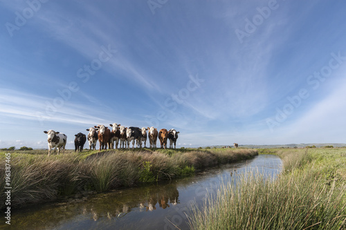 The Watchers photo