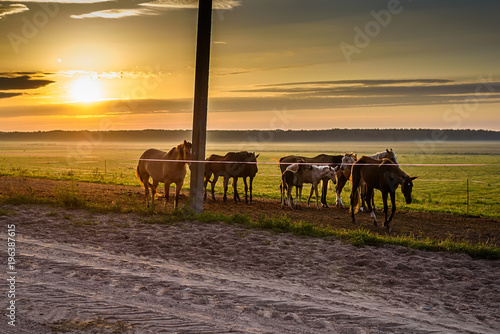 horses on the field graze at dawn